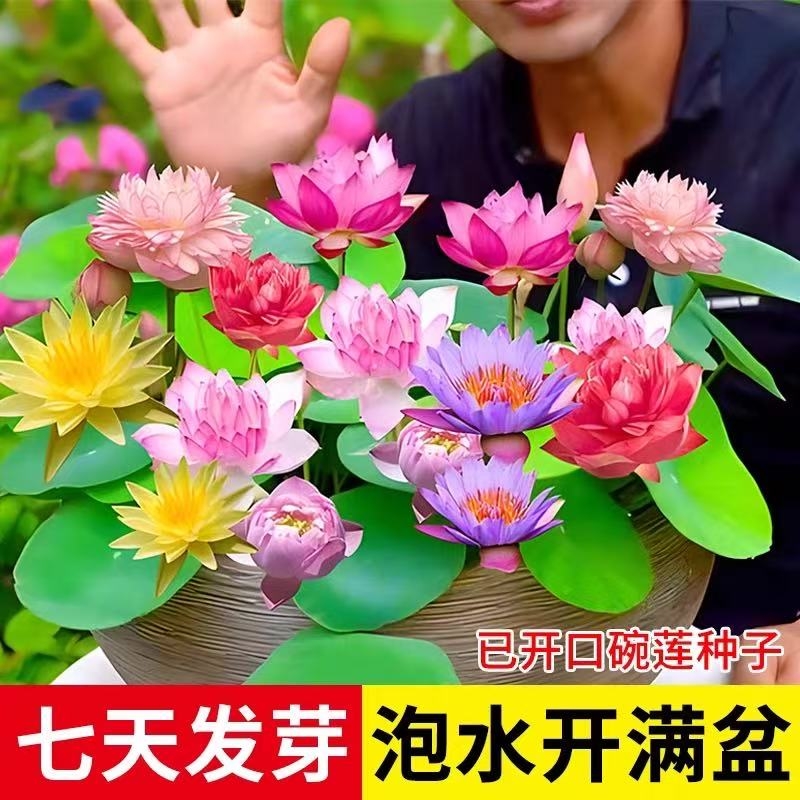 碗莲种子水培植物室内绿植盆栽荷花种子花卉四季开花耐寒多规格