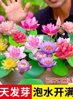 碗莲种子水培植物室内绿植盆栽种子花卉四季开花耐寒多规格