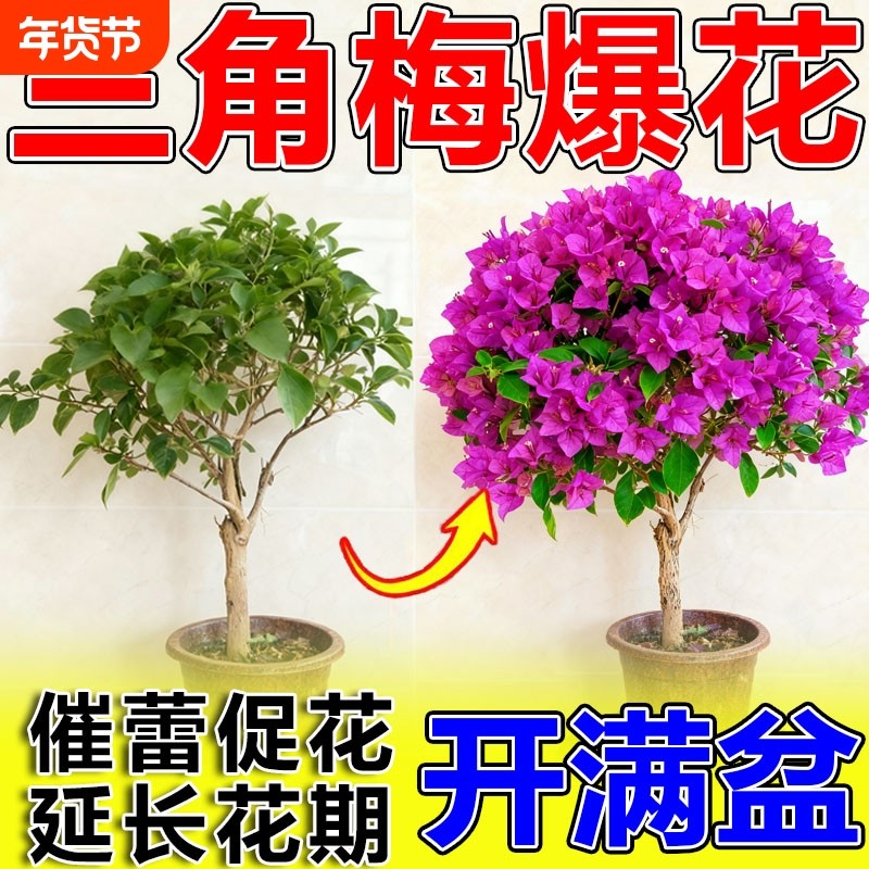三角梅开花专用营养液催花肥促花爆花通用型促开花防落叶不开花,鲜花速递/花卉仿真/绿植园艺,家庭园艺肥料,淘宝优惠券,粉丝福利购,淘宝优惠卷