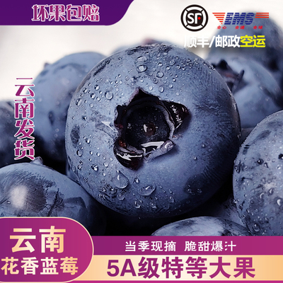 用眼多吃云南蓝莓花香浓郁大果肉厚新鲜采摘当季鲜果顺丰空运蓝莓