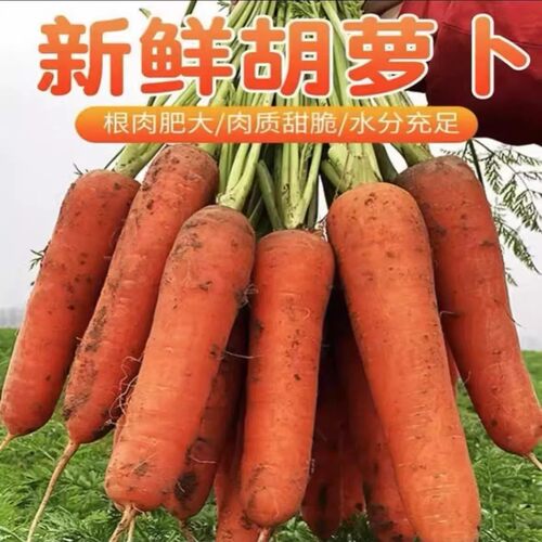 新鲜胡萝卜现挖农家自种红萝卜批发新鲜蔬菜包邮脆甜营养丰富