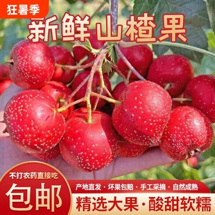 新鲜山楂果5斤山桃好果当季水果现摘鲜果大金星5斤整箱包邮配送