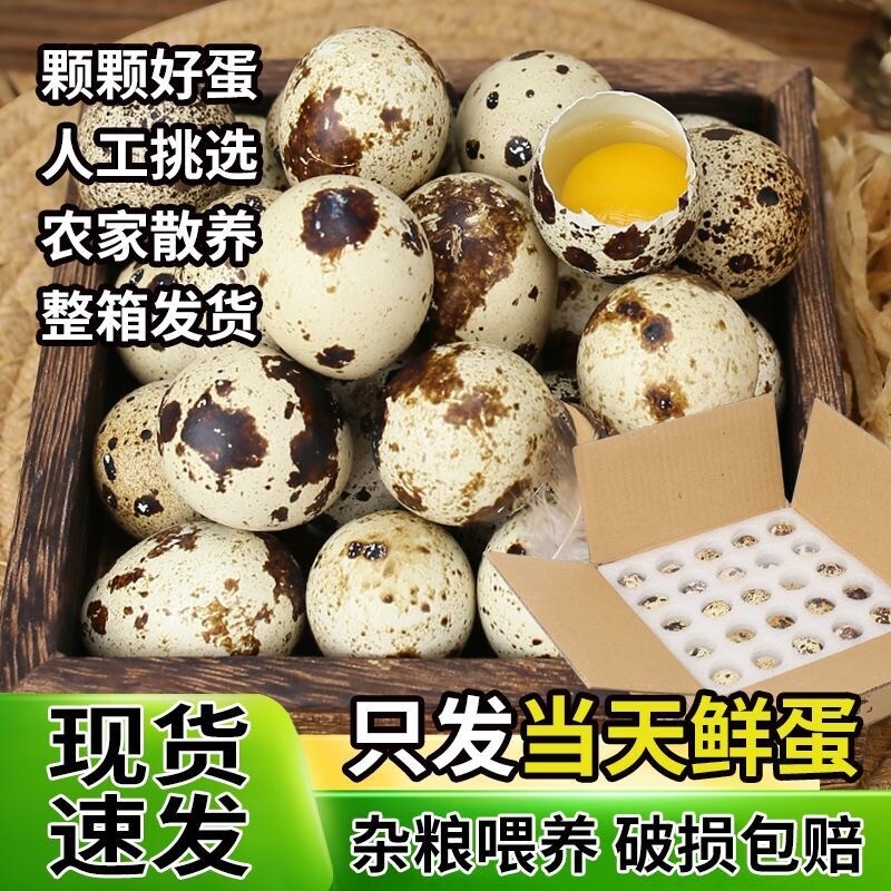 新鲜生鹌鹑蛋农家自产散养儿童营养辅食早餐生鲜蛋口感丰富细腻