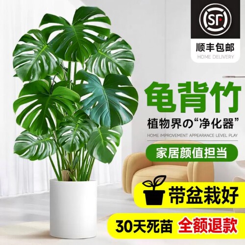 龟背竹室内耐阴易养净化空气盆栽
