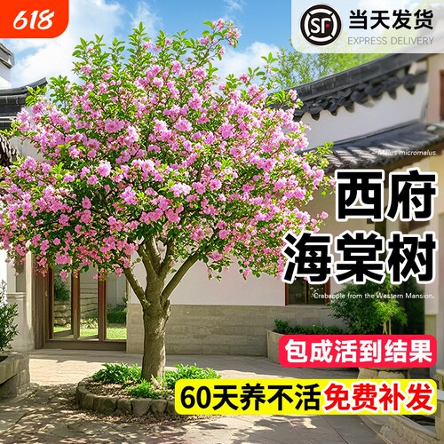 海棠花树苗高杆西府北美海棠耐寒植物庭院盆栽地栽风景树室外开花