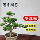 老桩罗汉松大型盆景小叶雀舌造型树苗好养迎客松室内小型桌面盆栽