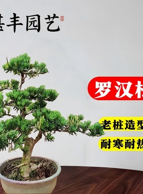 老桩罗汉松大型盆景小叶雀舌造型树苗好养迎客松室内小型桌面盆栽