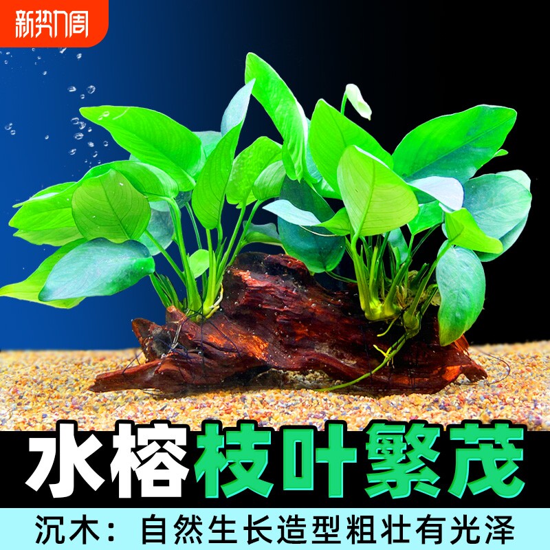 沉木水榕水草植物鱼缸造景装饰懒人莫斯阴性增氧屋大叶淡水大型