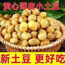 包邮 正宗黄心恩施小土豆迷你马铃薯洋芋粉面软糯当季 新鲜蔬菜