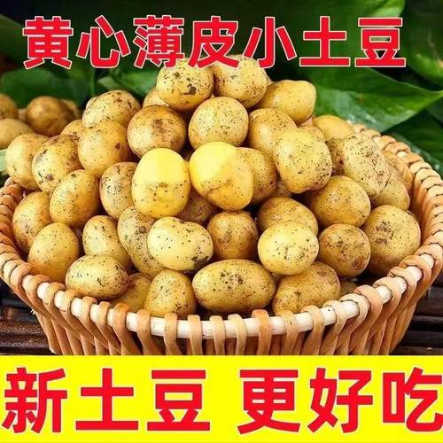 正宗黄心恩施小土豆迷你马铃薯洋芋粉面软糯当季新鲜蔬菜包邮