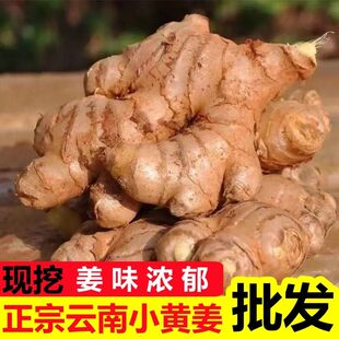 现挖云南山地小黄姜新鲜生姜老姜带土辛辣十足姜种食用种植