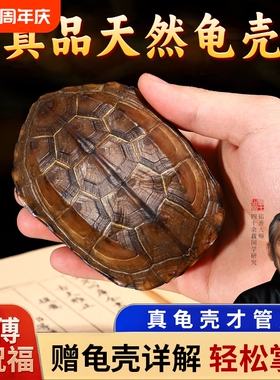 天然乌龟壳真龟甲文玩六爻把玩件
