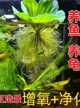 水芙蓉浮萍水草鱼池净化水质凤眼莲水养增氧真水草乌龟造景生态缸