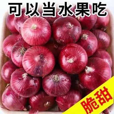现挖水果洋葱紫皮圆葱农家自种蔬菜产地直发整箱美味水果洋葱