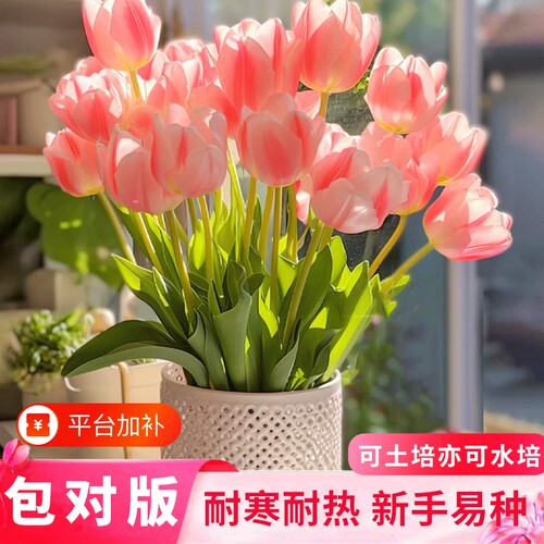 重瓣郁金香阳台庭院花卉绿植盆栽