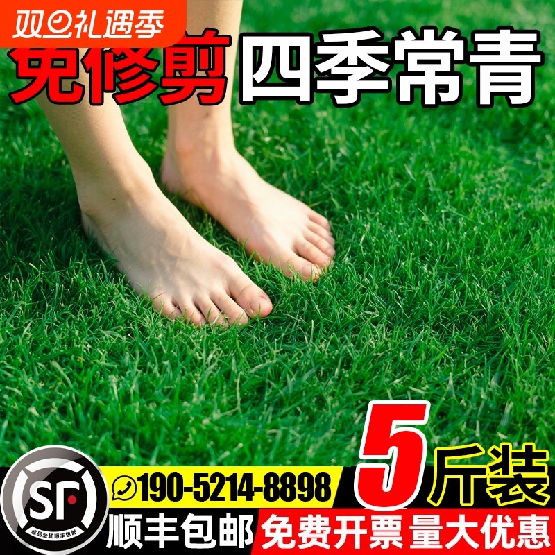 草坪草籽四季常青护坡固土狗牙根庭院草皮绿化黑麦草种子耐寒植物