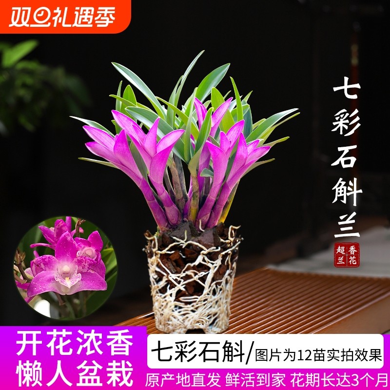 七彩香水石斛兰花四季好养室内绿植带花浓香改善睡眠绿植净化空气
