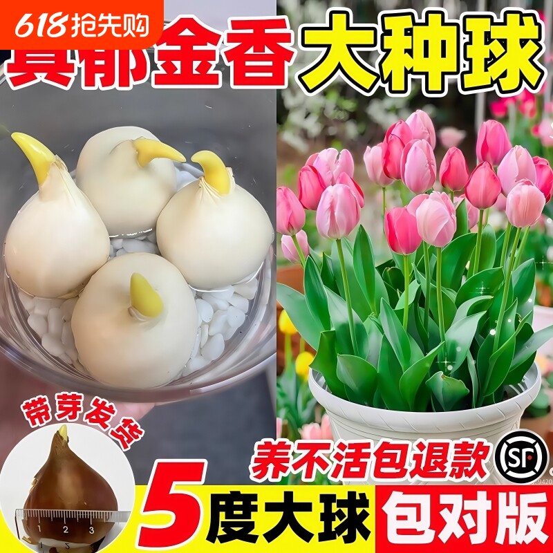 郁金香种球种子盆栽土培水培带花苞原生五度球花卉好养活水仙百合