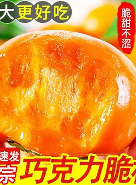 脆柿子5斤整箱新鲜|超1000次加购