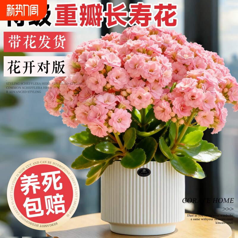 长寿花盆栽带花苞重瓣变色龙大花四季好养活室内开花绿植花卉阳台