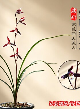 浙江细叶寒兰名贵兰花苗冬带花苞好养浓香花卉绿植盆栽紫燕品种