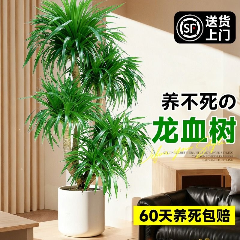 大型多头龙血树客厅绿植盆栽