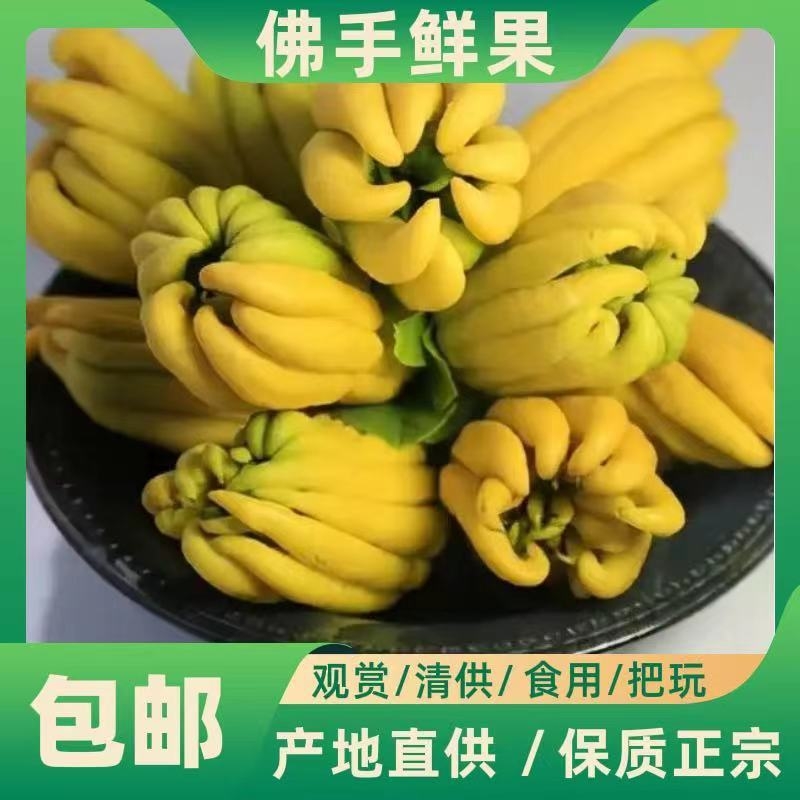 佛手柑鲜果水培植物室内观赏