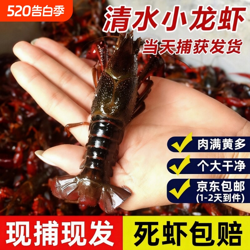 安徽新鲜稻田鲜活小龙虾清水养殖虾五斤装鲜活水产鲜虾批发商用