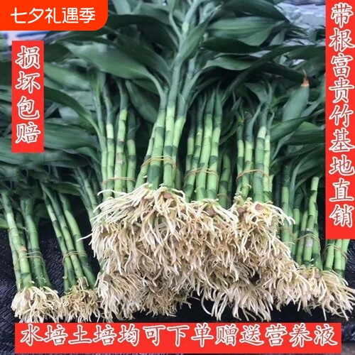 带根富贵竹水培植物水养水竹
