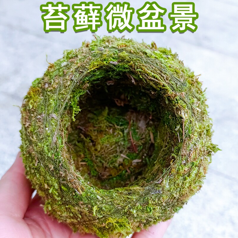 苔藓球植物创意花盆 蝴蝶兰石斛种植微景观青苔盆栽趣味家居保湿