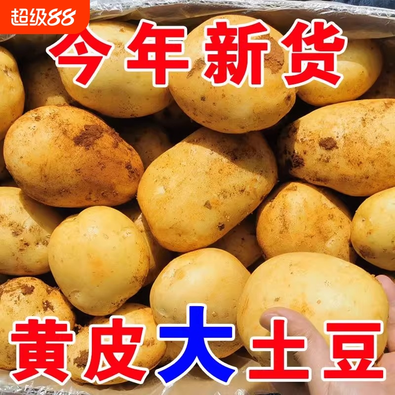 新鲜土豆贵州威宁黄心土豆农家马铃薯洋芋当季现挖土豆蔬菜批发
