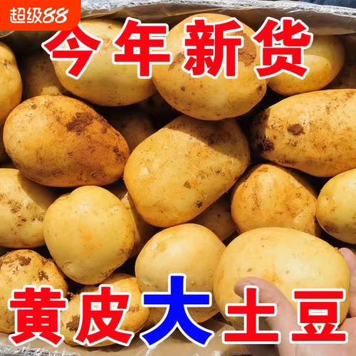 新鲜土豆贵州威宁黄心土豆农家马铃薯洋芋当季现挖土豆蔬菜批发