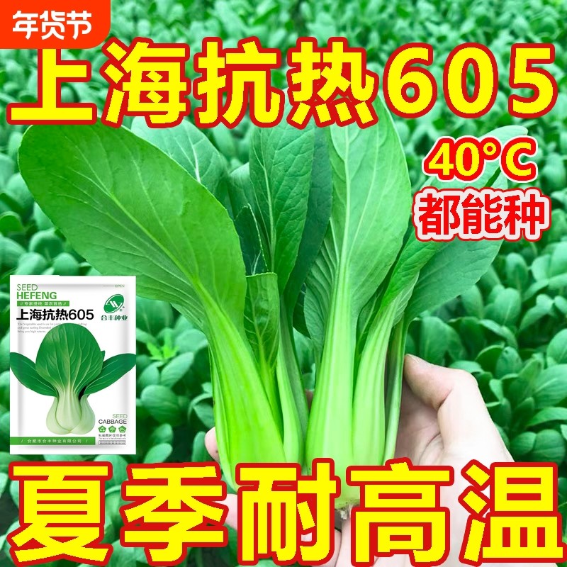 上海抗热605百合头种子上海青小油菜青菜小白菜四季农家耐热耐寒