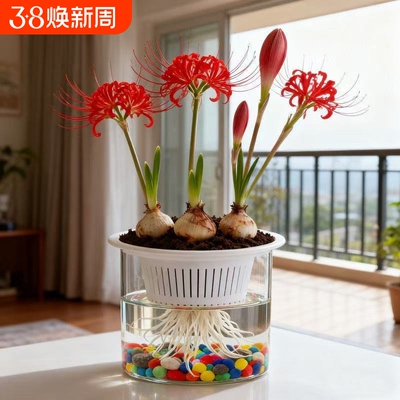 【水培新宠】彼岸花多年生曼珠沙华石蒜阳台盆栽绿植花卉好养易活