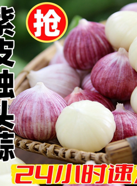 正宗云南紫皮独头蒜 鲜辣圆整 干制蒜头辛辣香 当季新蒜包鲜发