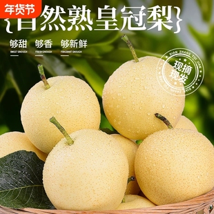 白皇冠梨脆甜多汁果园直采5斤新鲜水果整箱包邮梨大果现摘