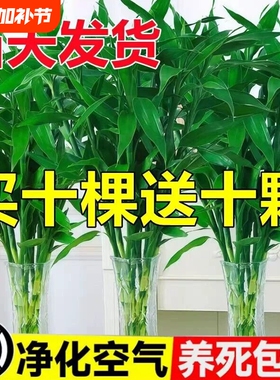 富贵竹水培植物节节高招财粗杆绿植室内盆栽观音竹带根紫色发财竹
