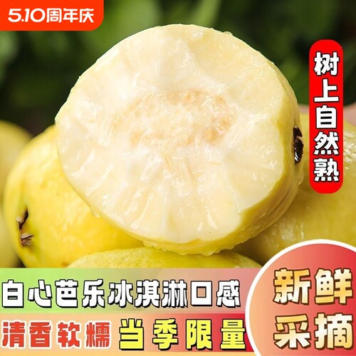 【坏果包赔】福建软心芭乐白心