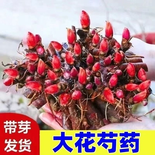 种植花卉大全盆栽阳台庭院绿植耐寒热 重瓣芍药根块花苗带芽四季