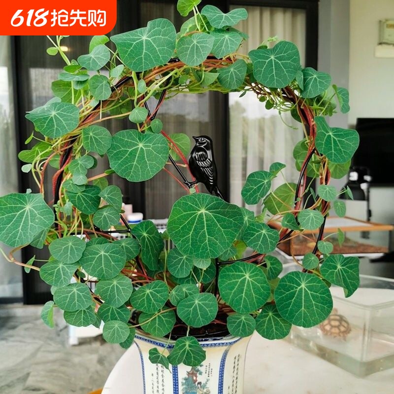 红藤山乌龟圆叶招财千金藤盆栽室内外绿植爬藤懒人花卉水培