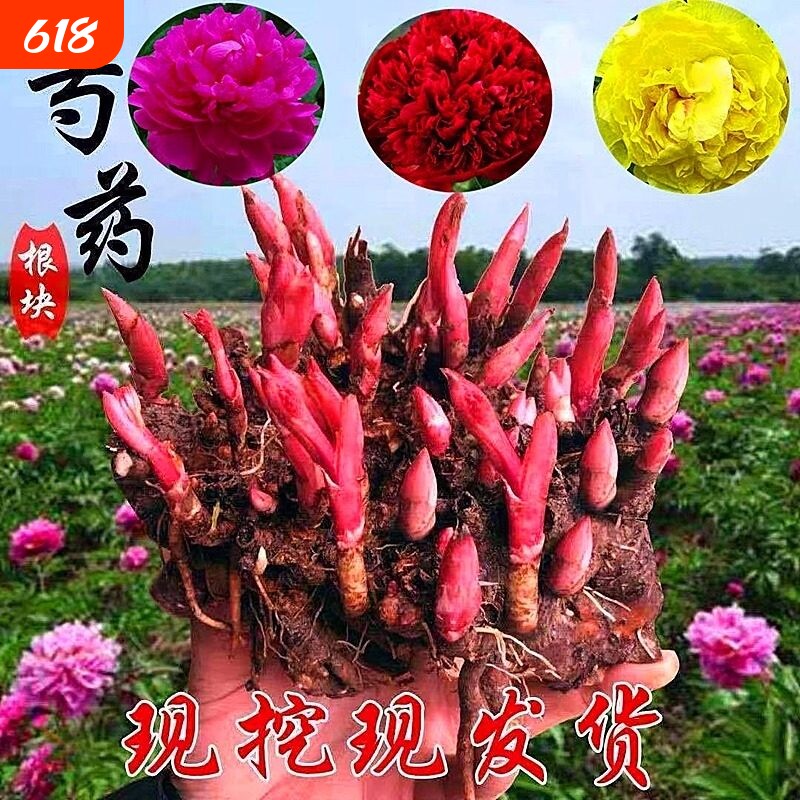 芍药花苗重瓣带芽大苗鲜花四季开花卉阳台庭院牡丹花种根盆栽植物