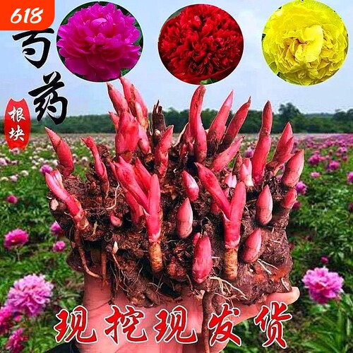 芍药花苗重瓣带芽大苗鲜花四季开花卉阳台庭院牡丹花种根盆栽植物