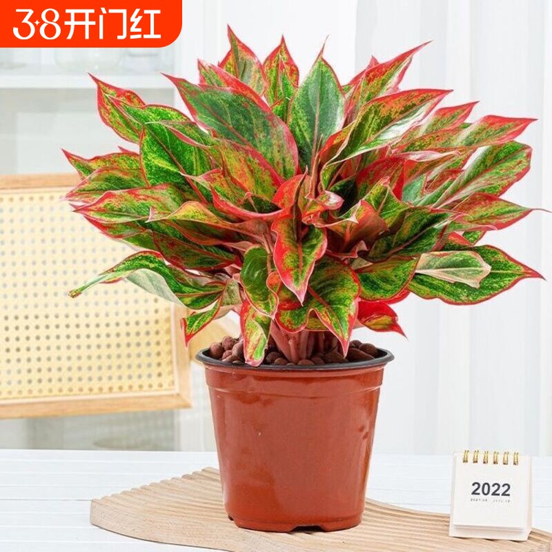 万年红 摆放客厅 室内盆栽花卉绿植