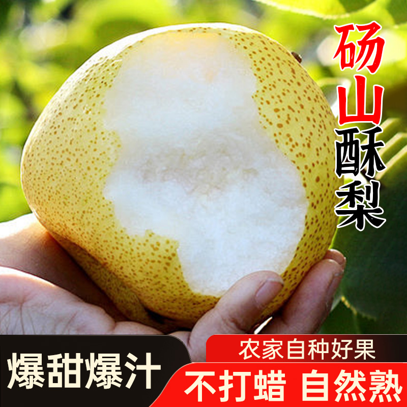 正宗安徽砀山酥梨当季整箱梨子新鲜时令水果应季雪梨砀山梨包邮