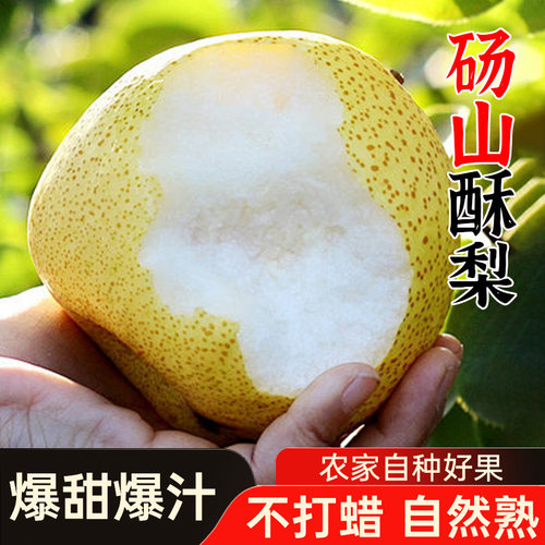 正宗安徽砀山酥梨当季砀山梨整箱梨子新鲜时令水果应季雪梨包邮