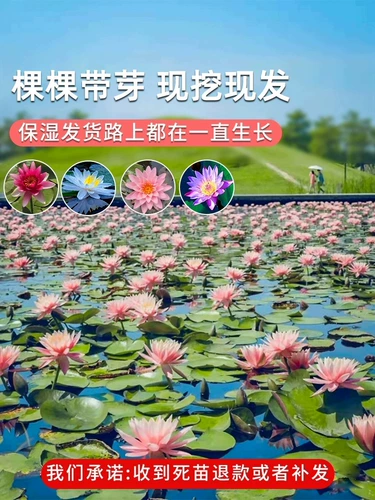 Посмотрите, как вода с лотосом, саженцы из равиоли лотоса, саженцы, вода лотоса, водяные лилии, семена семян цветов гидропонный пруд двор растения