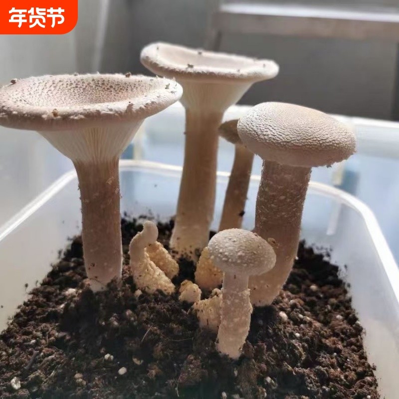 爆产猪肚菇菌种菌丝蘑菇种植包土培香菇食用菌种家种菌种四季种植