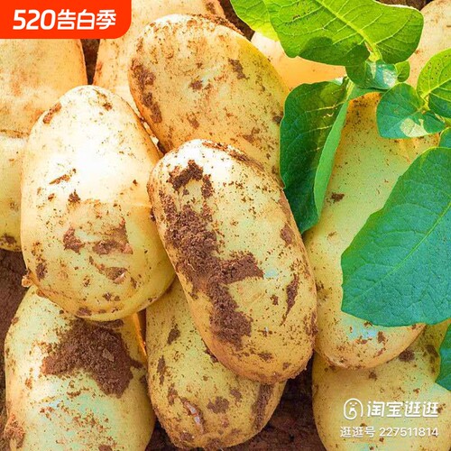 新季云南黄心土豆新鲜马铃薯黄皮黄心粉糯土豆农家洋芋