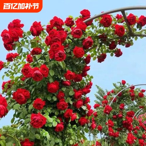 2米高特大蔷薇花苗藤本月季室外庭院爬藤盆栽花卉攀援植物四季开