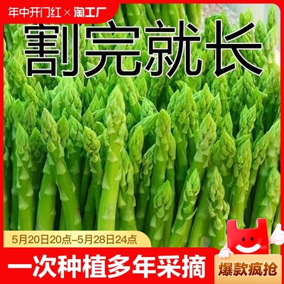 芦笋种子庭院阳台一次种植多年采